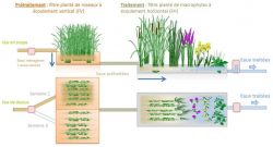 Système d’assainissement des eaux usées par les plantes