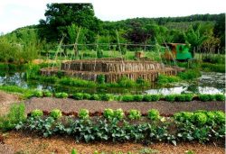 permaculture culture dans le milieu naturel originel