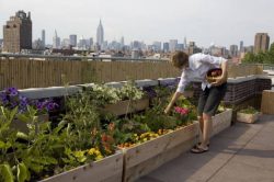 potager sur une toiture terrasse