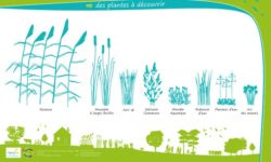 Les types de plantes pour la phyto-epuration