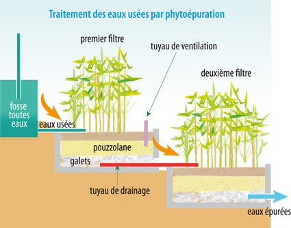 Les filtres plantés, aussi performants en hiver - La phytoépuration en  détail