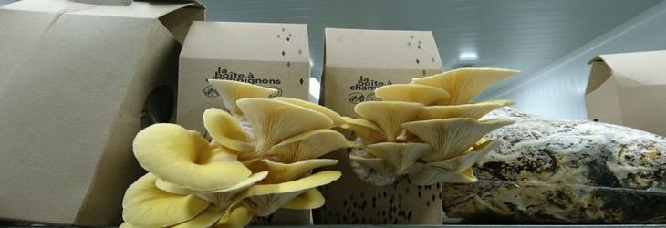 Une-cultiver ses champignons a la maison