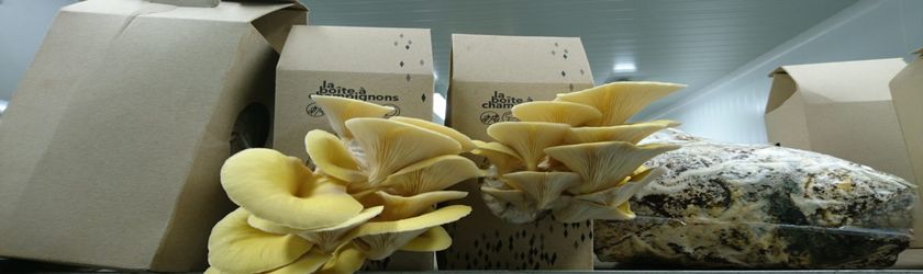 Une-cultiver ses champignons a la maison