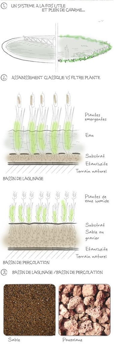 Les filtres plantés, aussi performants en hiver - La phytoépuration en  détail