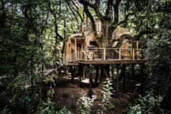 Cabane arbre dans la végétation - Woodman-Treehouse par Mallinson-BEaM-studio - Angleterre