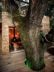 Terrasse bois et tronc d'arbre - Woodman-Treehouse par Mallinson-BEaM-studio - Angleterre