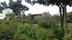Jardin autour du site - House-Ibicoara par Auwaearth - Ibicoara, Bresil © Auwaearth
