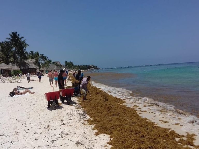 Quand des algues invasives se transforment en matériau écologique