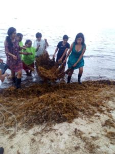 Invasion algues côte - House-Seaweed par Vazquez Sanchez - Puerto Morelos, Mexique © Pilar Rodriguez Rascon