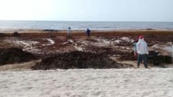 Plage envahie d'algues - House-Seaweed par Vazquez Sanchez - Puerto Morelos, Mexique © Pilar Rodriguez Rascon