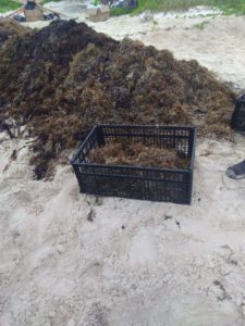 utilisation algues marines - House-Seaweed par Vazquez Sanchez - Puerto Morelos, Mexique © Pilar Rodriguez Rascon