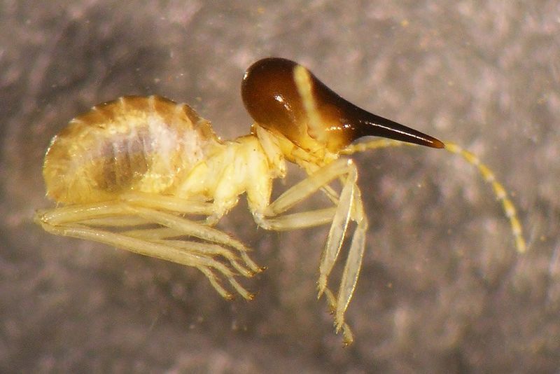 Un soldat de Trinervitermes geminatus ou termite de moissonneuse