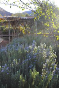 ambiance du jardin