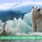 une-confort-thermique-polar-bear-