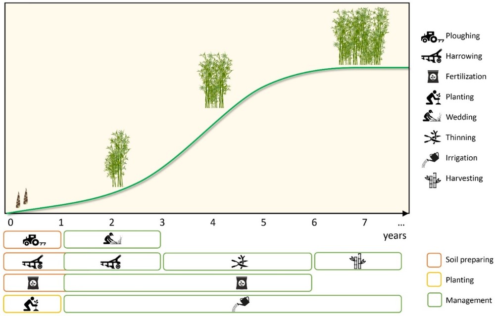 Répartition du temps des processus et des activités agricoles sur le terrain pour les cultures de bambou Moso.