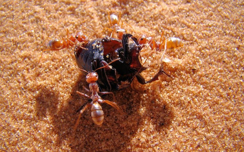 Les fourmis du désert saharien ont des adaptations très développées pour rester au frais dans la chaleur du désert. Bjørn Christian Tørrissen/Wikimedia Commons, CC BY-SA