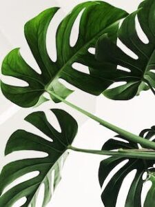 Les feuilles de la plante Monstera. Chris Lee/Unsplash