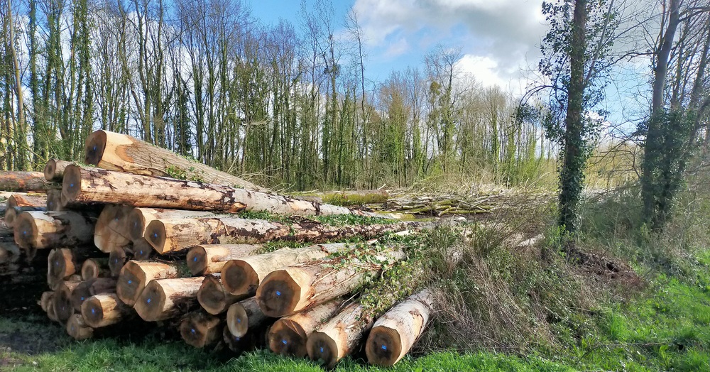 Les conséquences du gel sur la qualité du bois de chauffage : ce