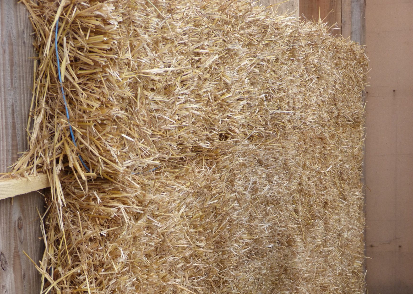 P1000316-e1768575565596.jpg P1000316-e1768575565596.jpg